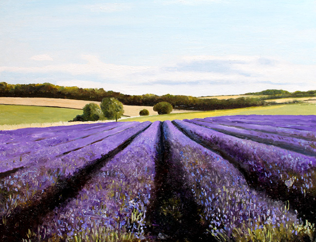 Lavender field